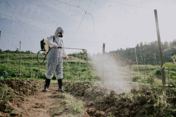 Best Mosquito Control Services  in Corinth, MS