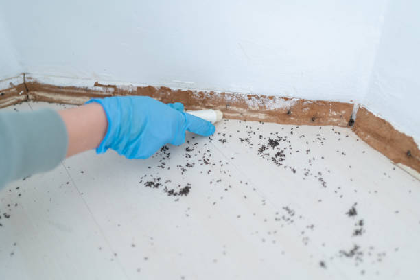 Best Pest Inspection Near Me  in Corinth, MS